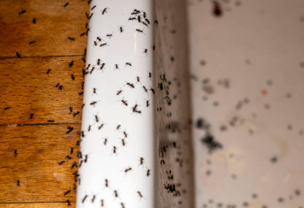 Pest Control Cost in Hypoluxo, FL